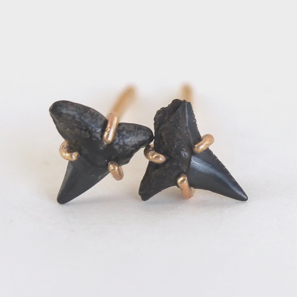 Fossilized shark tooth studs